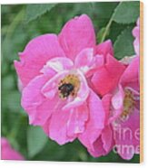 Bee Rosy Wood Print