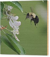 Bee With Apple Blossoms Wood Print