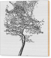 Beech Tree Wood Print