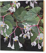 Begonia Olsoniae Wood Print