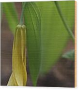 Bellwort Or Uvularia Grandiflora Wood Print