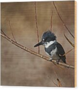 Belted Kingfisher Wood Print
