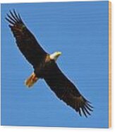 Best Bald Eagle On Blue Wood Print