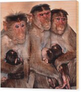Monkey Moments #2 Wood Print