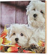 Bichon Puppies Wood Print