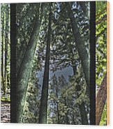 Big Basin Redwoods Sp Panel Wood Print
