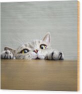 Big-eyed Naughty Obese Cat Showing Paws On Wooden Table Wood Print