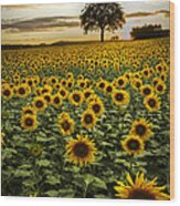 Big Sunflower Field Wood Print