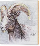 Bighorn Sheep Wood Print