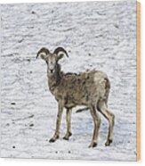 Bighorn Sheep Wood Print