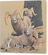 Bighorn Sheep Wood Print