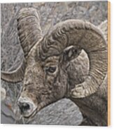 Bighorn Sheep Portrait Wood Print
