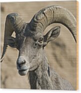 Bighorn Sheep Ram Wood Print