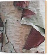 Birch Bark Wood Print