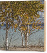 Birch Trees Along The Shore Of Crystal Lake Wood Print