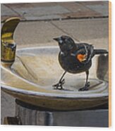 Bird In A Water Fountain Wood Print