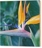 Bird Of Paradise Wood Print