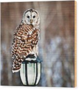 Bird Of Prey Barred Owl Wood Print