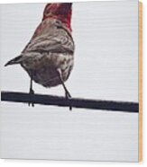 Bird On A Wire Wood Print