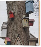 Birdhouses Wood Print