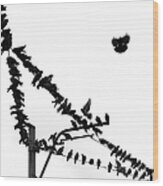 Birds On Power Line Wood Print