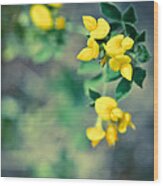 Birdsfoot Trefoil Wood Print