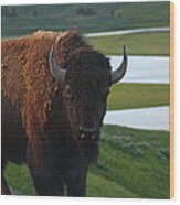 Bison Bull In Hayden Valley In Yellowstone National Park Wood Print