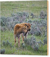 Bison Calfs Yellowstone National Park Wood Print