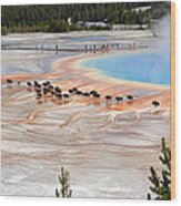 Bison Crossing Edge Of Grand Prismatic Spring In Yellowstone National Park Wood Print