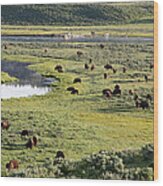 Bison In Hayden Valley In Yellowstone National Park Wood Print
