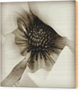 Black And White, Hefe, Macro Wood Print