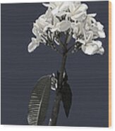 Black And White Plumeria Wood Print