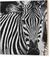 Black And White Zebra Portrait Wood Print