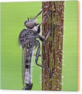 Black Assassin Robber Fly Wood Print