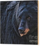 Black Bear Wood Print