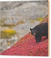 Black Bear Foraging For Berries On A Wood Print