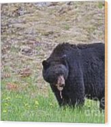 Black Bear In Manning Park Wood Print