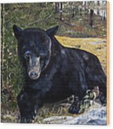 Black Bear - Scruffy - Signed By Artist Wood Print