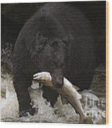 Black Bear With Salmon Wood Print