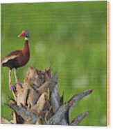 Black-bellied Whistling Duck On Cabbage Wood Print