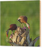 Black-bellied Whistling Duck Pair Wood Print