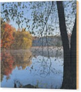 Black Birch Along Lake Bailee In Petit Wood Print