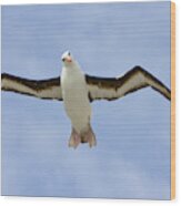 Black-browed Albatross Flying Wood Print
