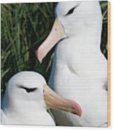 Black-browed Albatrosses Wood Print