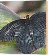 Black Butterfly Wood Print