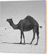 Black Camel In Qatar Wood Print