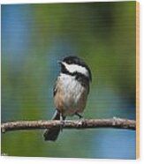 Black Capped Chickadee Perched On A Branch Wood Print
