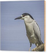 Black-crowned Night Heron Wood Print