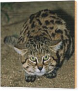 Black-footed Cat Wood Print