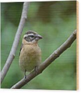 Black-headed Grosbeak Female Ii Wood Print